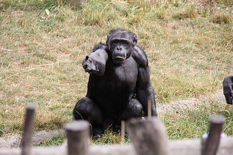 There are currently 63 chimpanzees spread across six islands in groups of between nine and 13. Credit: Gabriel Pollard/ Flicker