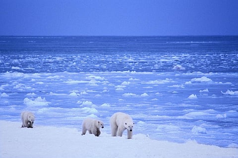 This is a vast, fragile region that plays a huge role in everything from climate cycles to marine food webs and reflecting sunlight back into space (Lwp Kommunikáció/Flickr)