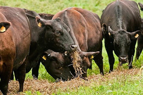 Beef production is responsible for deforestation of tropical forests. Credit: US Department of Agriculture / Flicker