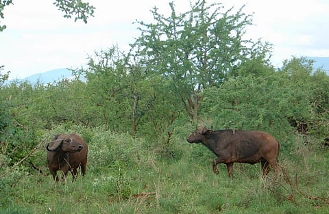 A drought in the early 1990s had also reduced Kruger’s buffalo population to about 14,000. Credit: Derek Keats / Flicker