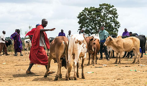 African livestock emissions could be as much as
two times lower than IPCC estimates (Photo: ISTOCK PHOTOS)