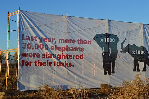 While some CITES member countries demand a total ban, others call for regulating and retaining the ivory trade. Credit: USFWS / Flicker 