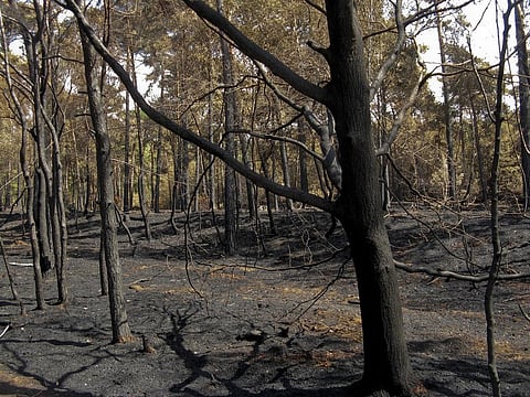 Wilderness areas are increasingly threatened by forestry, oil and gas exploration, human-lit fires and climate change. Credit: Simon Claessen / Flicker 
