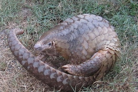 Pangolins are the most trafficked wild mammal, with all eight species threatened with extinction due to poaching mainly for their scales used in traditional medicine
Credit: Wildlife Alliance/Flickr