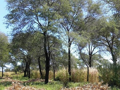 Farmers cultivate maize under the shade of Faiherbia albida. These trees provide land cover, maintain soil fertility by supplying nutrients, especially nitrogen, and also provide fodder for animals 
Credit: Author provided