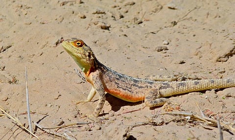 The species is endemic to the biodiversity-rich Western Ghats of Maharashtra-Karnataka region. Credit: Bernard DUPONT/ Flicker