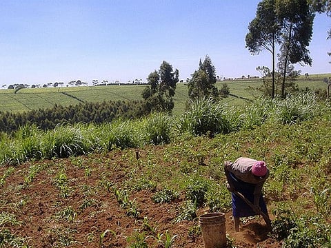 According to the report, agricultural mechanisation has been neglected for small-holder farmers in sub-Saharan Africa 
Credit: Luigi Guarino/Flickr