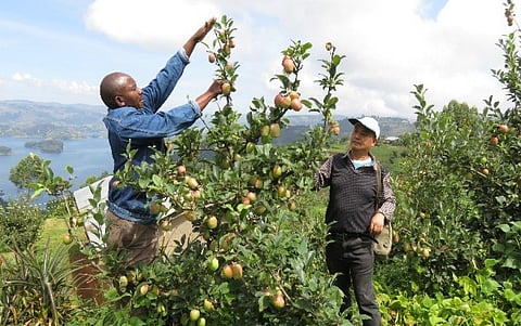 At present, apple production lies with small-holder family farmers and they are commercialising it in the highlands of Kabale in south-western Uganda
Credit:Zhongwei Liu