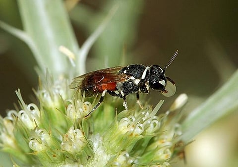 The yellow-faced bees could be found in large numbers in some areas of the islands (Image for representation/photo courtesy: Fritz Geller-Grimm, CC BY-SA 2.5, via Wikimedia Commons)