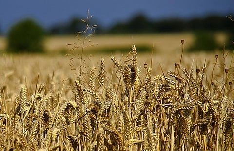 The FAO has raised its forecast of global wheat production to 742.4 million tonnes driven by increases in India, the US and the Russian Federation
Credit: Jon Bunting/Flickr