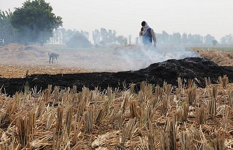 Paddy straw needs to be utilised as biomass pellet fuel that can be commercially sold as the main fuel for an industrial boiler. (Credit: Vikas Choudhary)