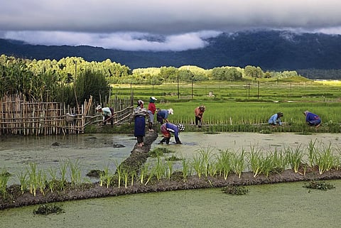Terraced fields are landscaped on a slight
incline, so that the water runs into each
field at a high end and out at a low end.
The traditional rice cultivation is labourintensive
and does not require animals
or machines, yet the productivity is high (Photos: Vikas Choudhary)