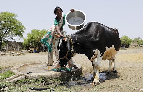 Bovine TB could be
responsible for up to
10 per cent of TB
cases in humans (Photo: Vikas Choudhary)