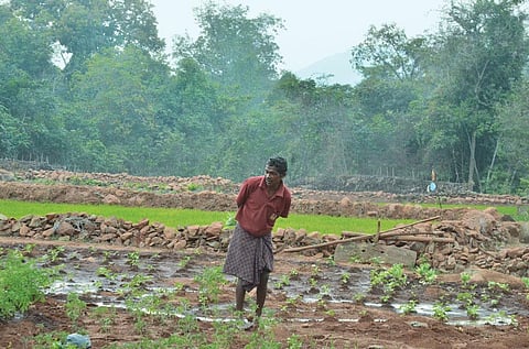 The Pauri Bhuyan community has
developed a unique irrigation system
that connects a water reservoir to tiny
patches of land via multiple conduits (Photo: Anupam Chakravartty)