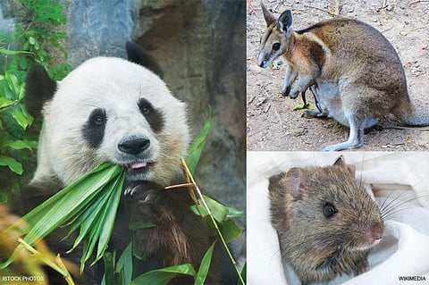(Clockwise from
extreme left)
A Giant Panda,
Bridled Nailtail
Wallaby and
Greater sticknest
rat