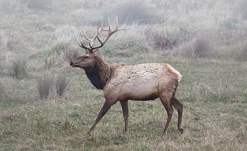 Even assuming conservatively high background rates, species have been disappearing far faster than before. Credit: Robert Couse-Baker / Flicker
