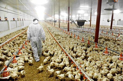 The poultry industry in India uses antibiotics for non-therapeutic purposes (Credit: iStock)