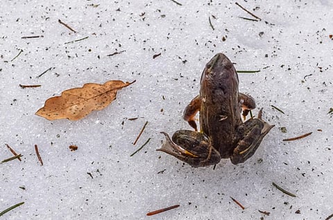 The scientists concluded that the masculinising effect of salt was likely the result of a mechanism known as “sex reversal” during development (Credit: iStock) 