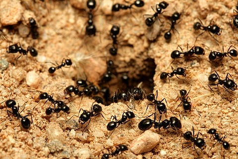 The species we found in Ethiopia may have a high potential of becoming a globally invasive species (Representative image from iStock) 