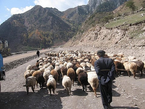 Undergrazing can be as great a threat as overgrazing when it comes to environmental degradation as a result of climate change
Credit: Revolution_Ferg/Flickr