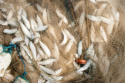 The food chain forms a potential vehicle for the transmission of AMR to humans (Credit: iStock)