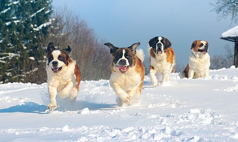 Aptly called babysitters, St Bernards are gentle and friendly  (Photo: ISTOCK PHOTOS)