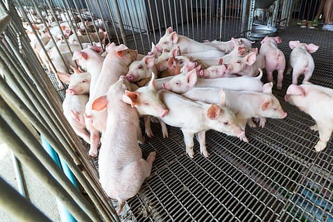 Non-therapeutic use of antibiotics for the production of food animals is an important contributor to antibiotic resistance