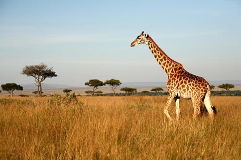 The report says that growing human population is having a negative impact on many giraffe sub-populations (Credit: iStock) 