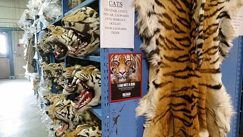 Most of the poached tigers and leopards find their ways to China every year through clandestine routes Credit: USFWS Mountain-Prairie / Flicker