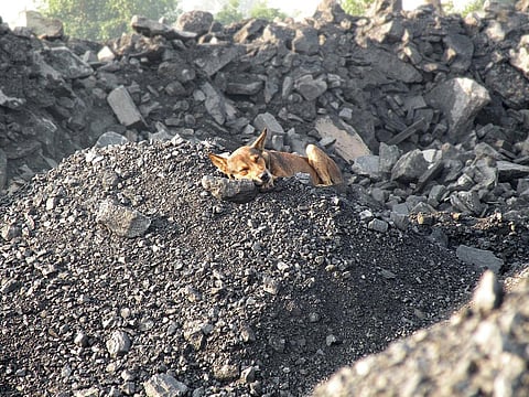 There have been complaints about slow pace of approvals to some of the coal mining projects. Credit: Partha Sarathi Sahana/ Flicker 