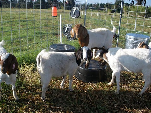The GFI #213 appears to focus more on limiting use of antibiotic growth promoters  Credit: Hawaii Sheepandgoat/ Flicker