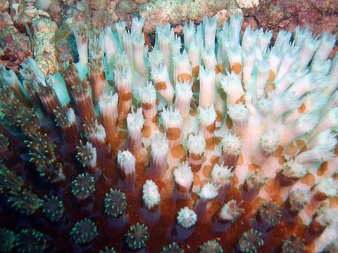 The US NOAA had earlier warned that global coral bleaching could become the “new normal” due to ocean warming. Credit: Samuel Chow/ Flicker 