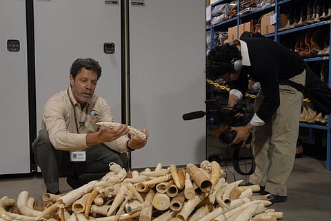 There has been a rise in bush-meat poaching wherever Chinese nationals are working on infrastructure projects. Credit:USFWS / Flicker