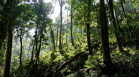 The research puts removal of humans from forests at the heart of the problem (via creative commons)