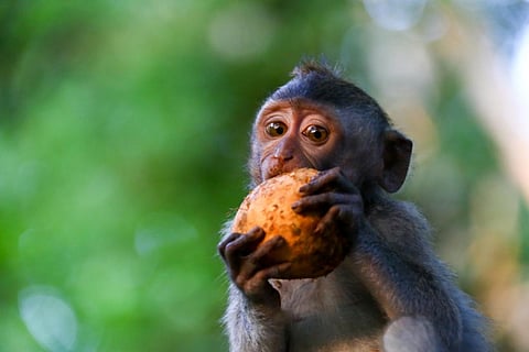 To reduce the pressure on primates we must decrease demand for tropical hardwood, beef, palm oil, soy and rubber (Credit: iStock)