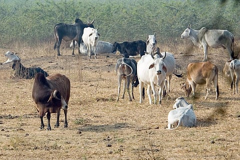 Absence of regulation means animals in livestock markets are routinely denied access to food and water. Credit: Paul Asman and Jill Lenoble/ Flicker