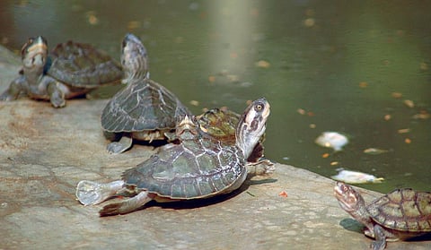 The initiative
has given
Olive Ridley
turtles a
new nesting
ground
on the
Astaranga
coast (Photo: Agnimirh Basu)