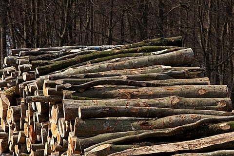 Illegal logging undermines sustainable forest management and reduces forests’ capacity to provide environmental services
Credit: Håkan Dahlström/Flickr