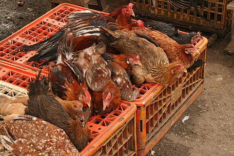 The virus is coming from the poultry as the crows eat waste, which sometimes contain littered dead poultry. Credit: Laughlin Elkind / Flicker