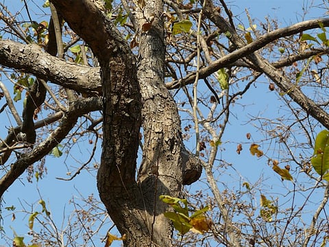 Shisham or North Indian Rosewood is a common species, freely traded so far within and across Indian borders. Credit: Dinesh Valke / Flicker
