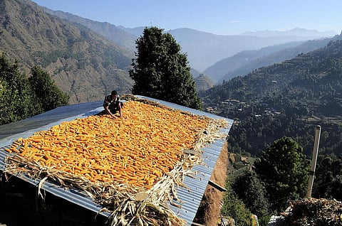 If governments use payments for ecosystem services, farmers will adopt sustainable ways to produce crops. Credit: CIAT / Flicker 