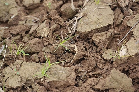 Ministry of Agriculture data suggests only 23 per cent of the 2017 target regarding issuance of soil health cards has been met till 18 October, 2016
Credit: United Soybean Board/Flickr