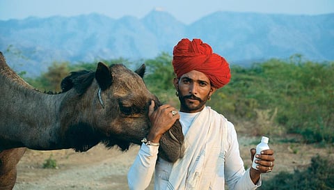 The Raika community of
Rajasthan says it has survived
droughts by consuming camel
milk as a supplement to water
and food (Photo: ILSE KOHLER-ROLLEFSON)