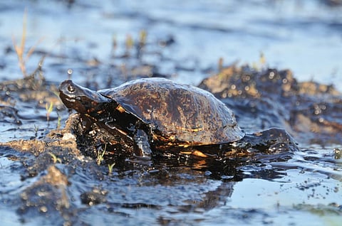 Nearly half a dozen turtles died near the north Chennai shoreline (Credit: iStock)