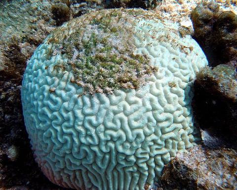 The scale of the problem is so big, that removing a bunch of seaweed from the reef doesn’t help. Credit: NOAA /Flicker