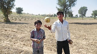 Shaitan (left) and Moti play
with wild tinda fruits at a
farm in Godaro ki Dhani in
Bikaner's Bhelu village