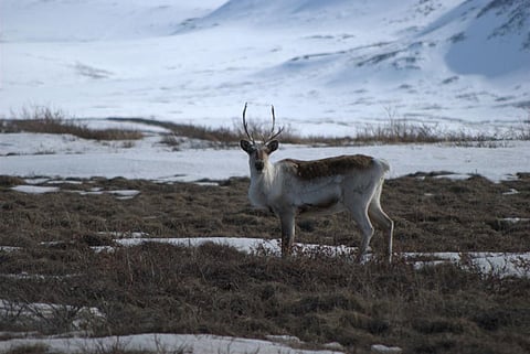 Antlers are seen in some Asian countries, including China, as a remedy for strengthening bones and tendons. Credit: USGS / Flicker 