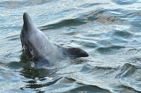 A study conducted by the UK-based University of St Andrews says dolphins are struggling to survive in the gulf
Credit: Brandon Trentler/Flickr