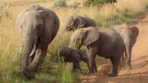 Slow reproductive rates also make primates and elephants vulnerable to global warming. Credit: Joshua Tabti / Flicker 