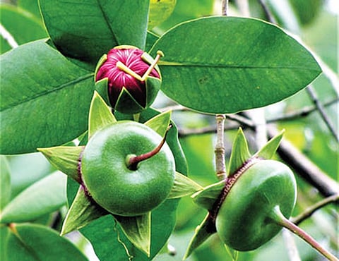 The fruits of the crab apple mangrove
(Sonneratia caseolaris) are consumed
by local communities. Fermented
fruit juice is said to be useful to treat
cough. Fishing communities also make
fishing nets from this plant